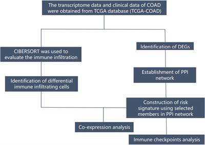 Identification of lymph node metastasis-related genes and patterns of immune infiltration in colon adenocarcinoma